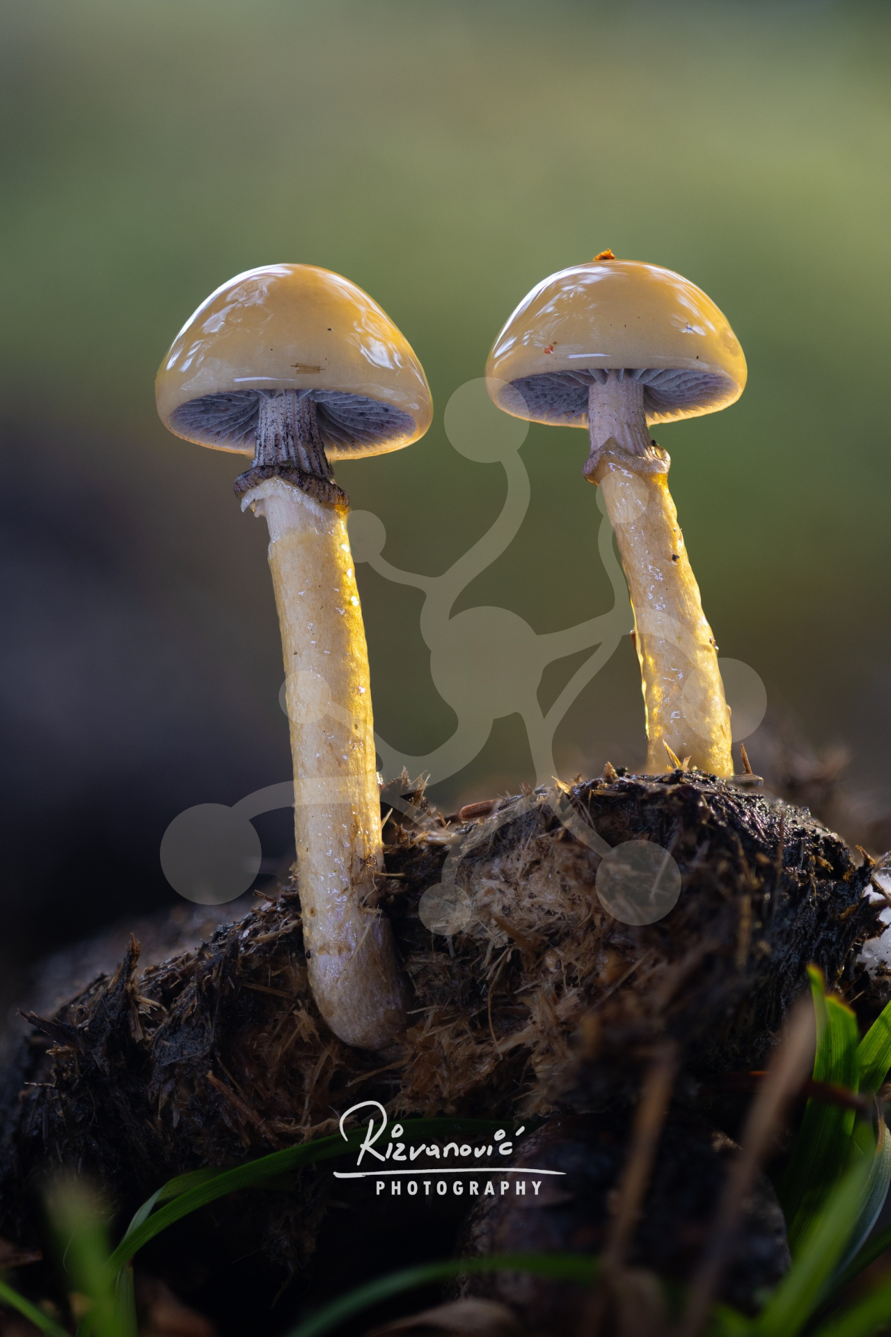Two woodland mushrooms with glossy olive-toned caps and slender stems rising side by side against a softly blurred green forest background.
